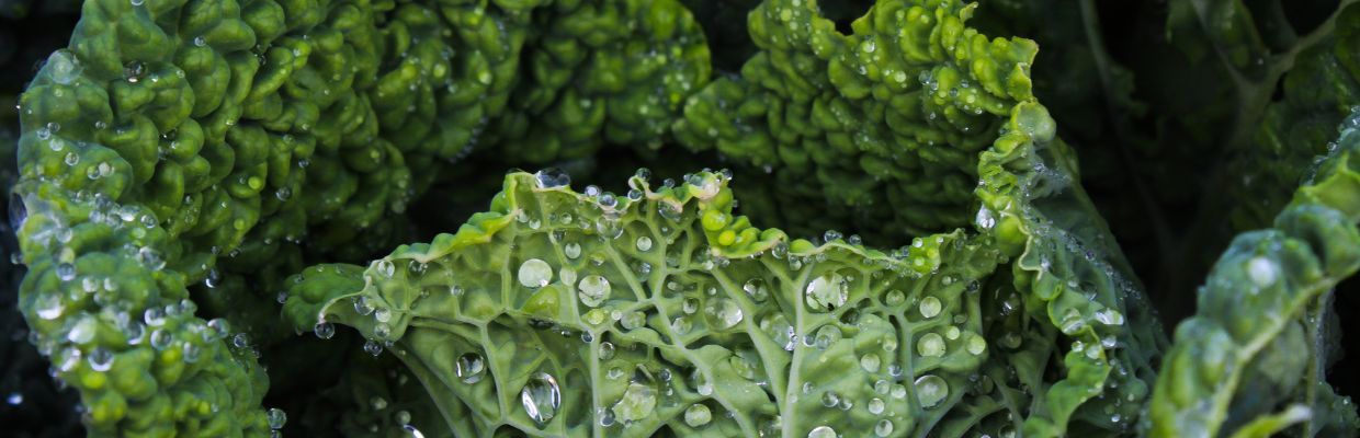 Varza kale: leguma care poate impiedica aparitia celulelor canceroase