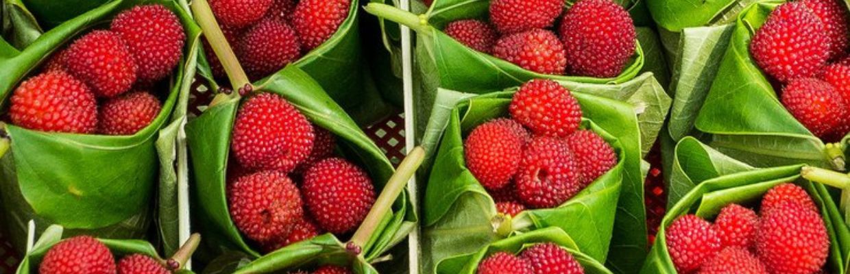 Yangmei: Un fruct cu proprietati antioxidante si anticancerigene
