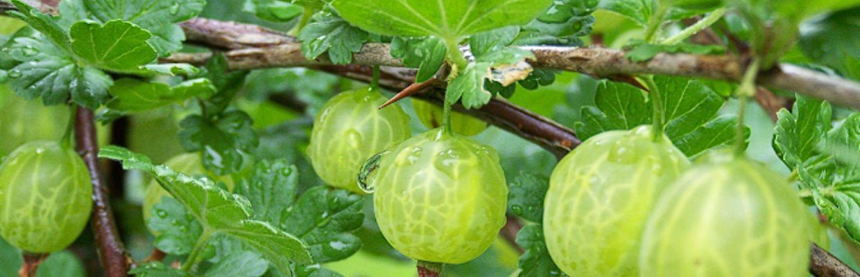 Nutritie: La ce ajuta organismul consumul de agrise