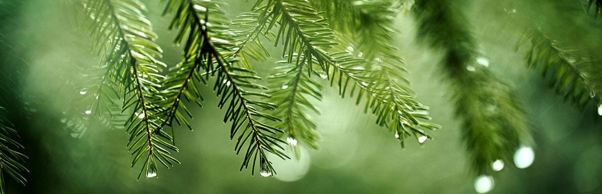 Bradul: copacul care iti poate imbunatati sanatatea si starea de spirit