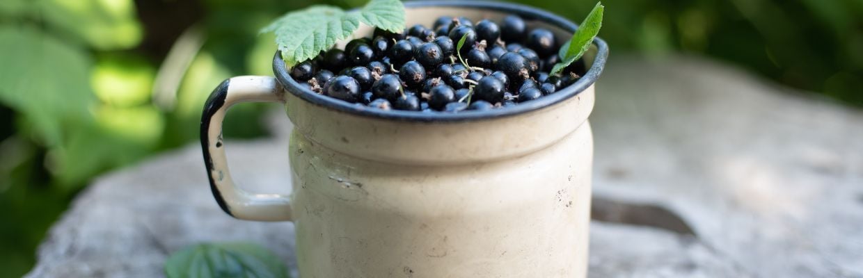 Nutritie: De ce are nevoie organismul sa consumam coacaze negre