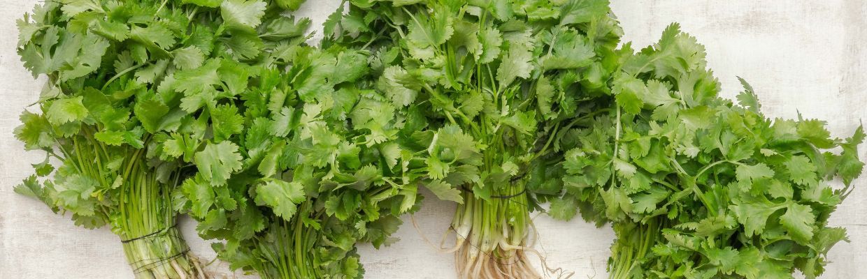 Coriandru: ce este, cum se cultiva si ce beneficii ofera