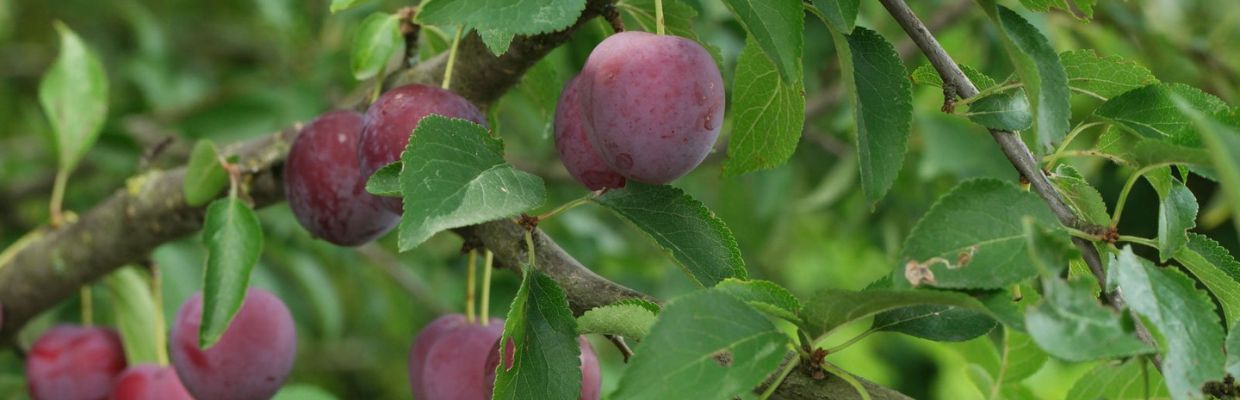 Nutritie: beneficiile consumului de corcoduse rosii
