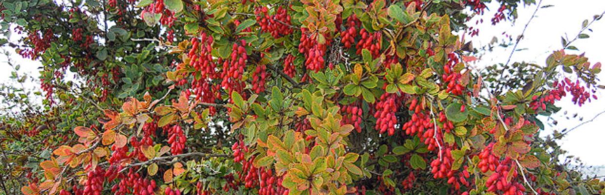 Plante medicinale: Fructele de dracila, ce beneficii au pentru sanatate