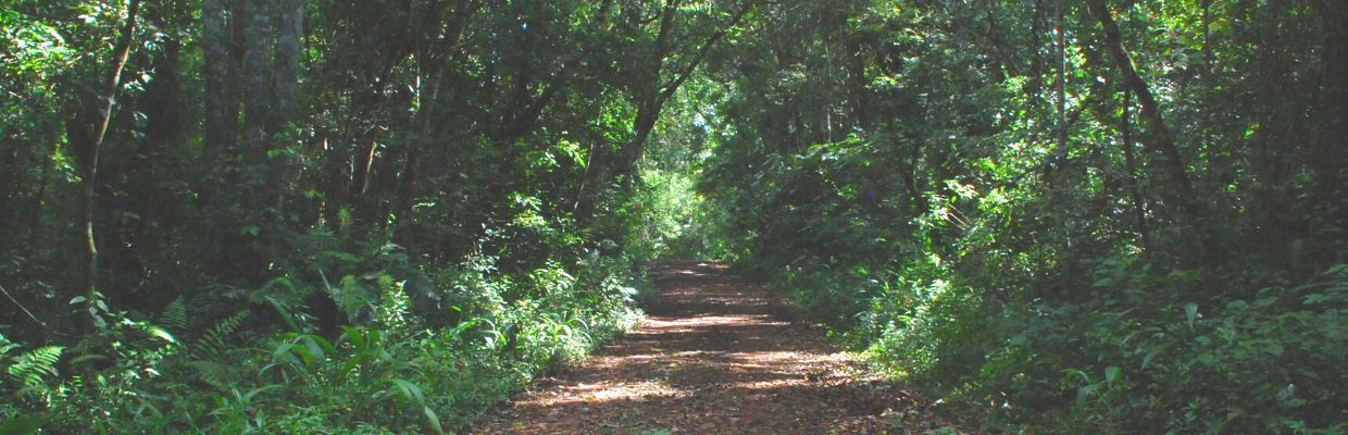 Plante medicinale: Beneficiile dudului alb pentru organism, reguli de consum