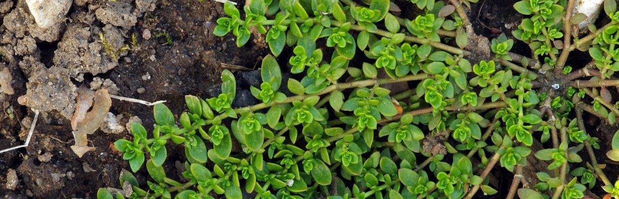 Adaptogenii: Specii de plante care echilibreaza organismul si reduc stresul