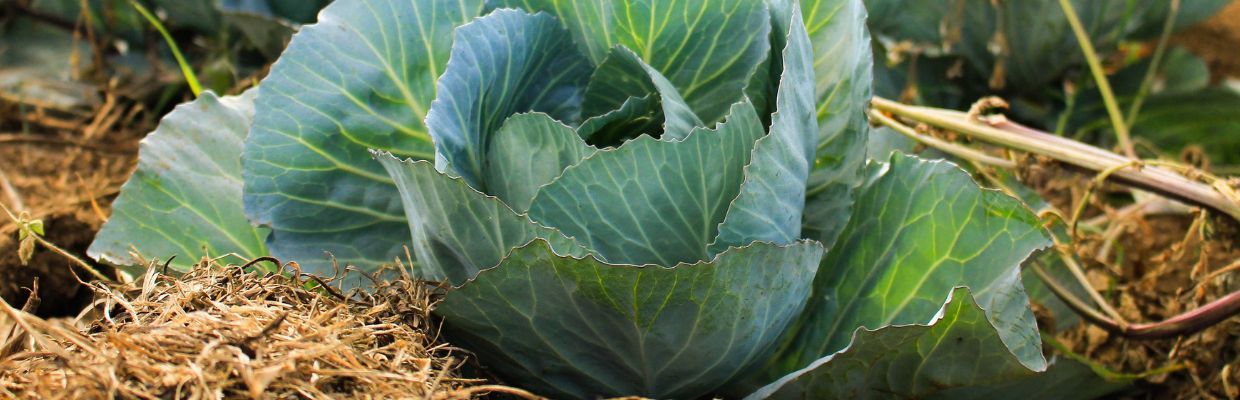 Nutritie: Beneficiile consumului de varza pentru sanatatea ta