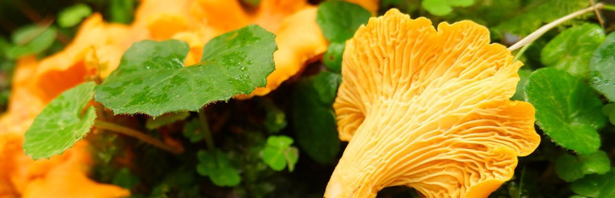 Ciupercile galbiori: Beneficii pentru sanatate, reguli de consum