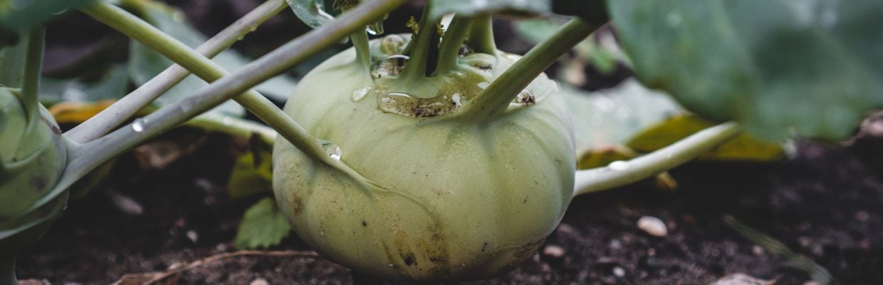 Gulia: beneficii organism, modalitati de consum, contraindicatii