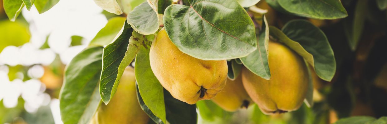 Nutritie: Cum ajuta consumul de gutui reglarea tranzitului intestinal
