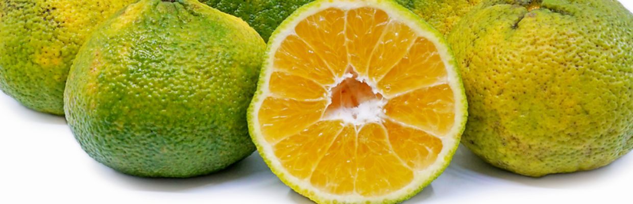 Jamaican Tangelo: Un fruct hibrid, bogat in Vitamina C si antioxidanti