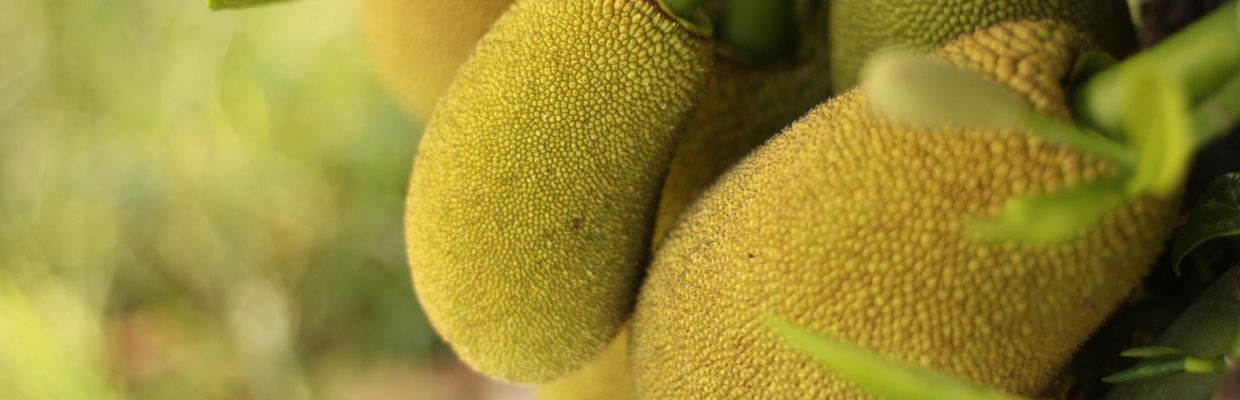 Jackfruit: Fructul cu pulpa galbena care trebuie inclus in alimentatie