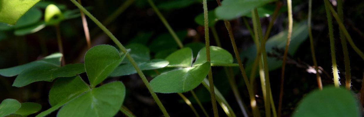 Macrisul: Sursa bogata de vitamine si minerale pentru o dieta sanatoasa