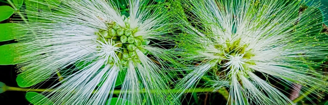Arborele de matase: beneficii uimitoare in medicina homeopata