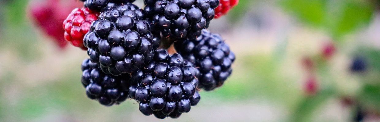 Nutritie: 5 motive pentru care ar trebui sa introduci murele in dieta ta