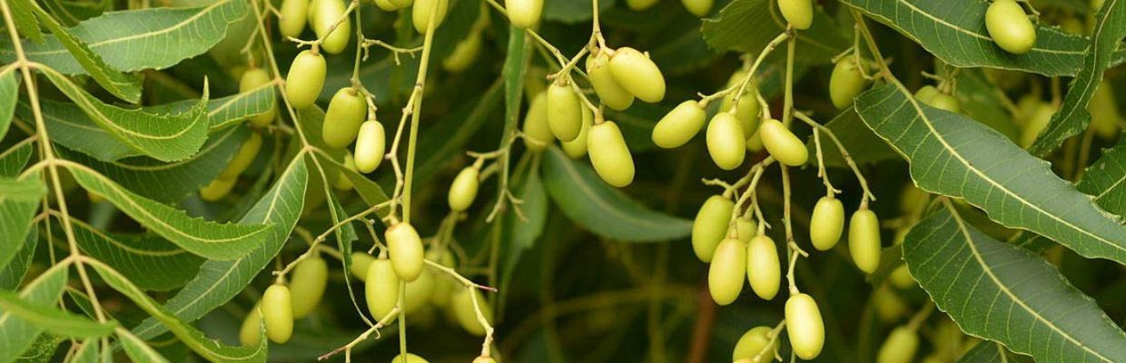 Arborele Neem: beneficiile sale pentru sanatatea orala si ingrijirea parului