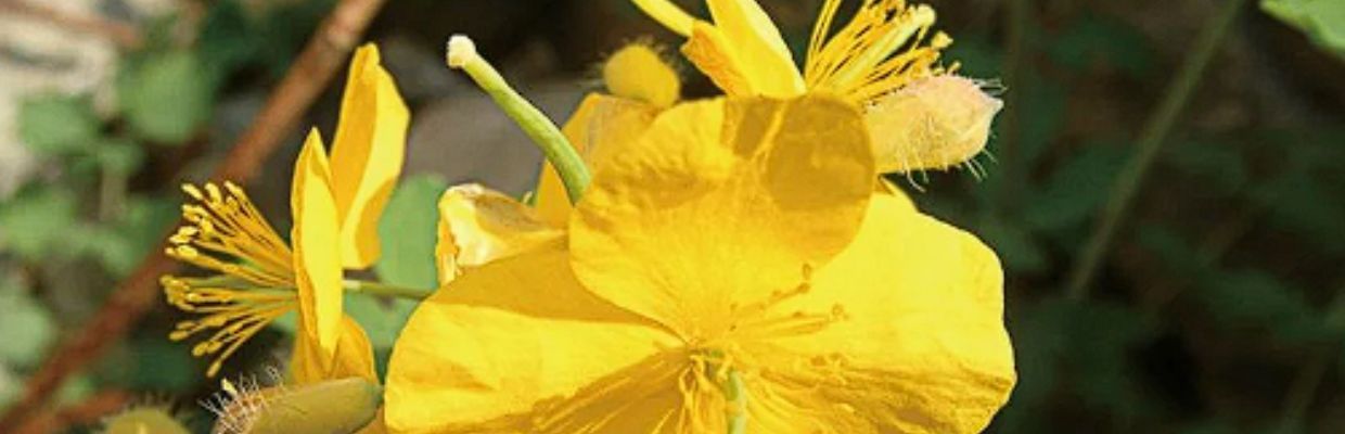 Plante medicinale: Cum sa folosesti corect rostopasca, contraindicatii