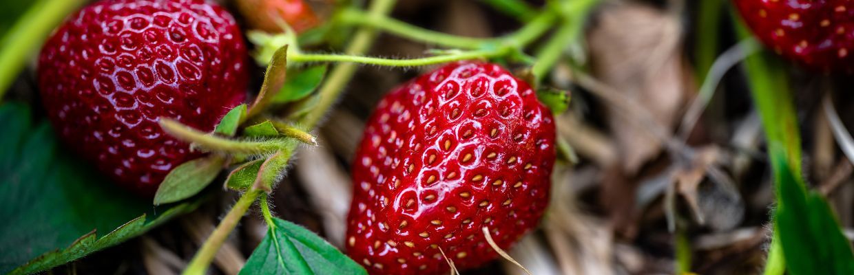 Nutritie: Capsunile, beneficii pentru organism, contraindicatii de consum