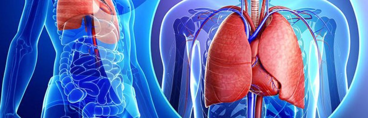 Sistemul respirator: De ce avem nevoie de trahee, care sunt bolile asociate