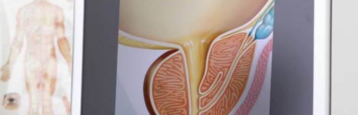 Uretra: ce este si cel rol are in organism