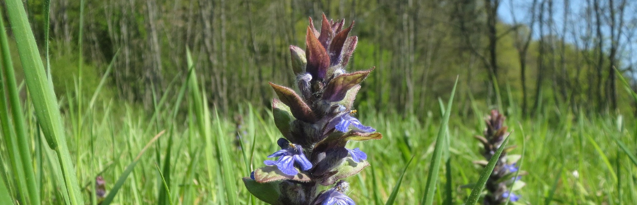 Ajuga: Cum recunosti planta, cum ajuta tiroida, reguli de consum