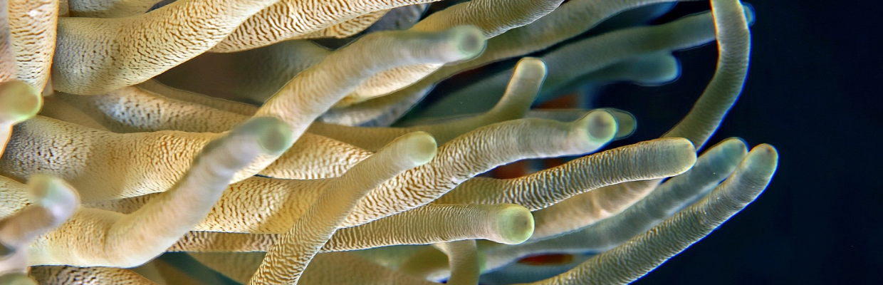 Lithothamnion calcareum: o alga bogata in calciu si magneziu, cum o recunosti