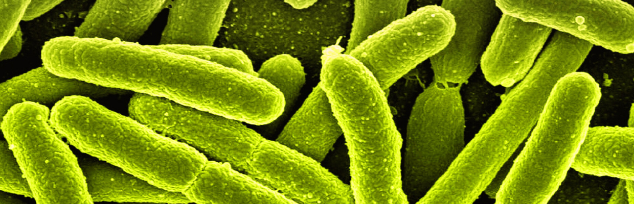 Infectia cu bacterii din genul Listeria: Cum apare, cum se trateaza si cum se poate evita