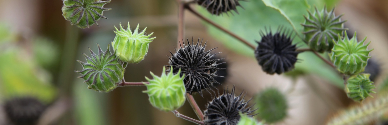 Gymnema sylvestre: o planta indiana cu efecte hipoglicemiante, cum trebuie folosita