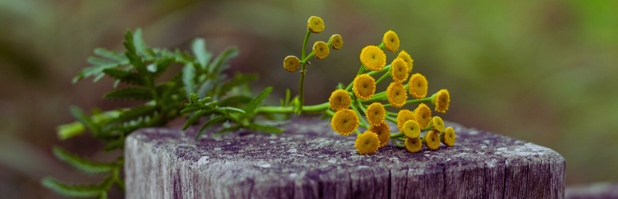 Calomfir: o planta aromata cu efecte antiinflamatorii, cicatrizante si digestive
