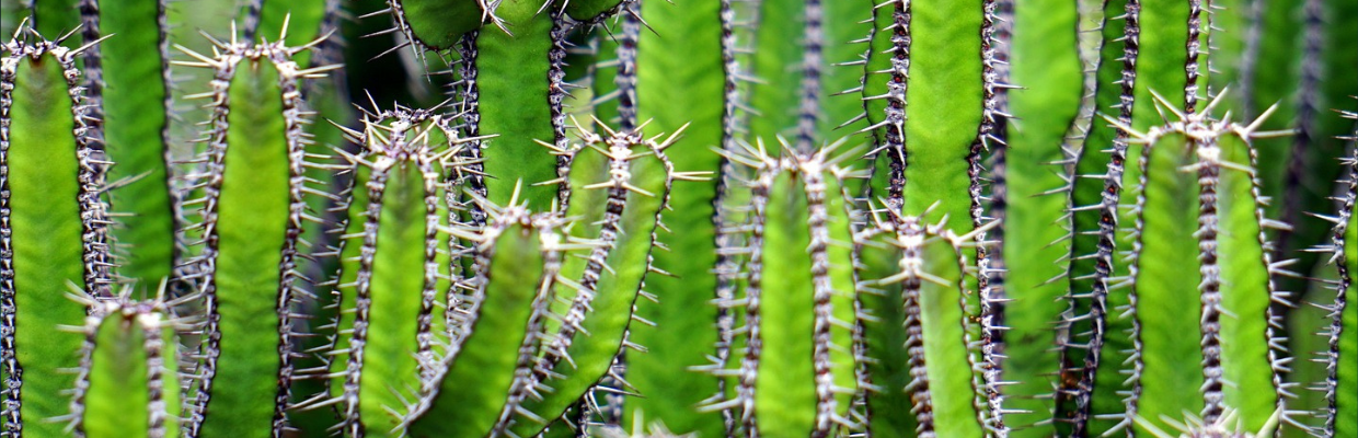 Hoodia gordonii: o planta care stimuleaza metabolismul si te ajuta sa slabesti