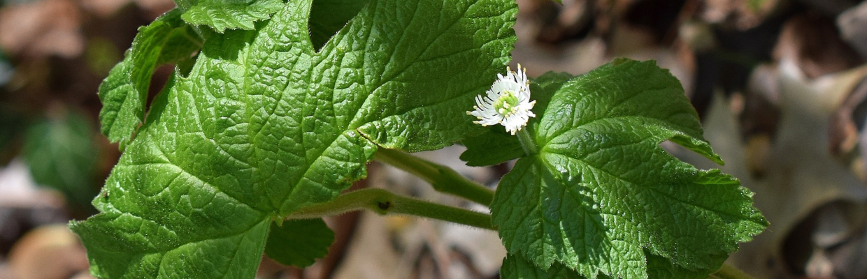 Goldenseal: o planta cu proprietati antibiotice si antiseptice