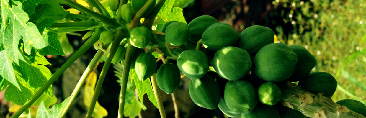 Guarana: Cum recunosti planta, proprietati, beneficii, contraindicatii de consum