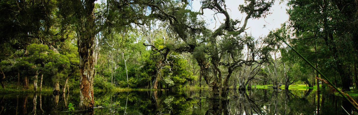 Arborele de gomenol: o planta cu proprietati antiseptice, antiinflamatorii si cicatrizante