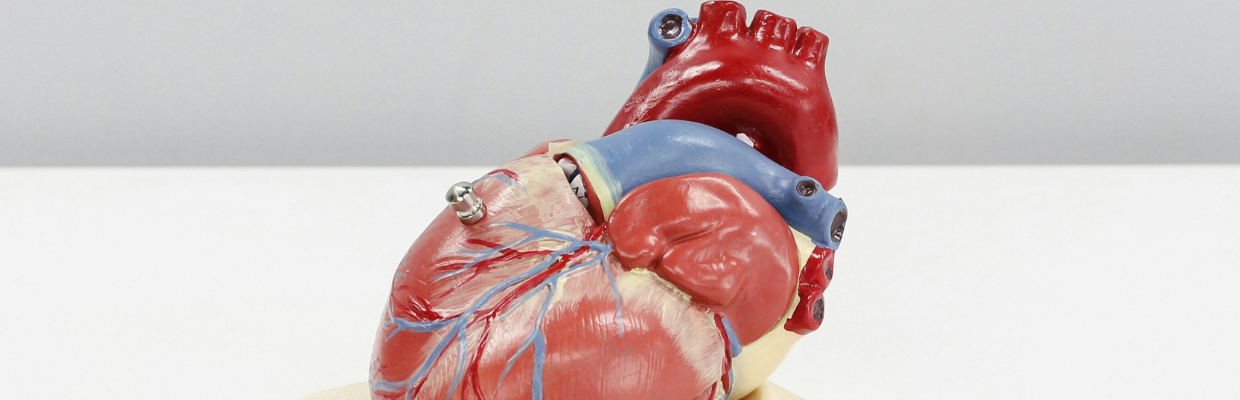 Hipertrofia ventriculara stanga: cauze, simptome, diagnostic si optiuni de tratament
