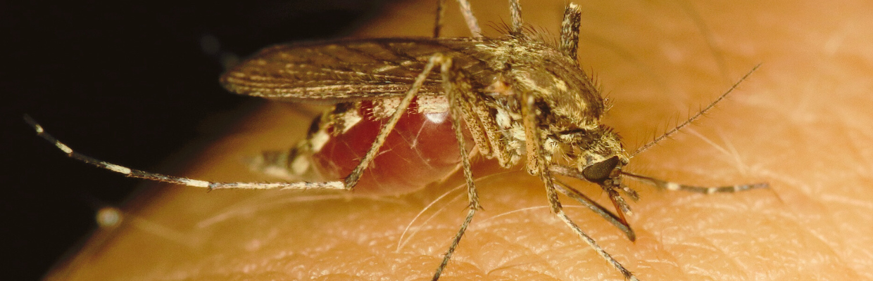 Leishmanioza: O infectie parazitara transmisa de tantari, complicatii ale bolii, cum o putem evita
