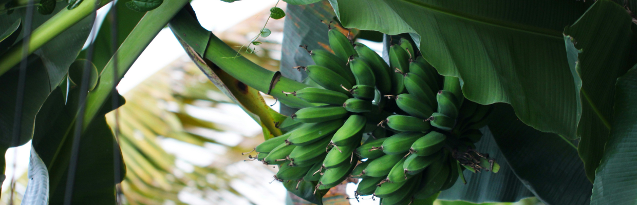 Bananele plantain sau bananele verzi: Beneficii pentru organism, reguli de consum