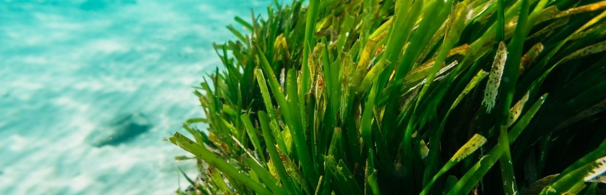 Algele marine: tipuri de alge, curiozitati despre alge, beneficii