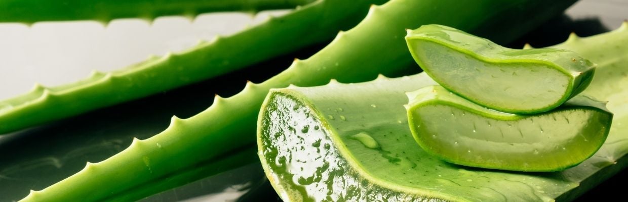 Aloe vera: proprietati si beneficii pentru sanatate
