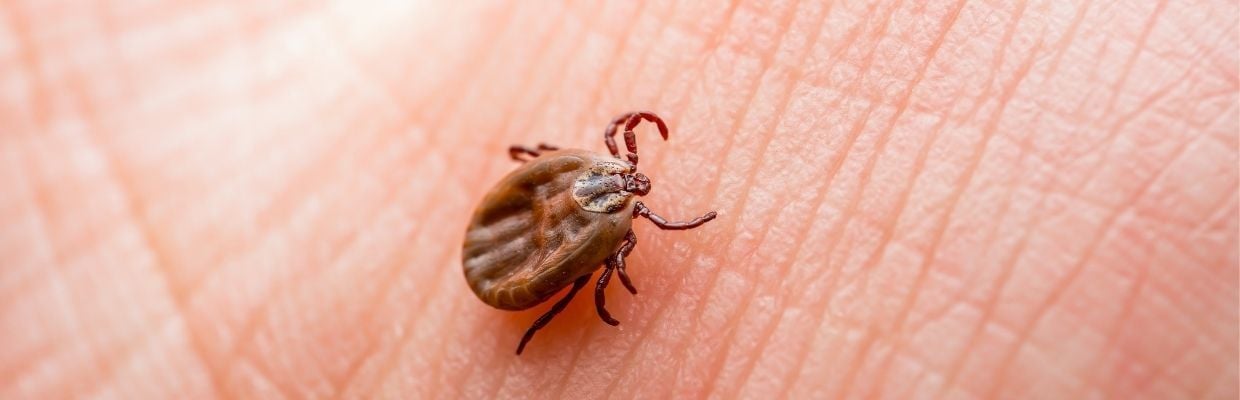 Boala Lyme - cauze, diagnostic si tratament