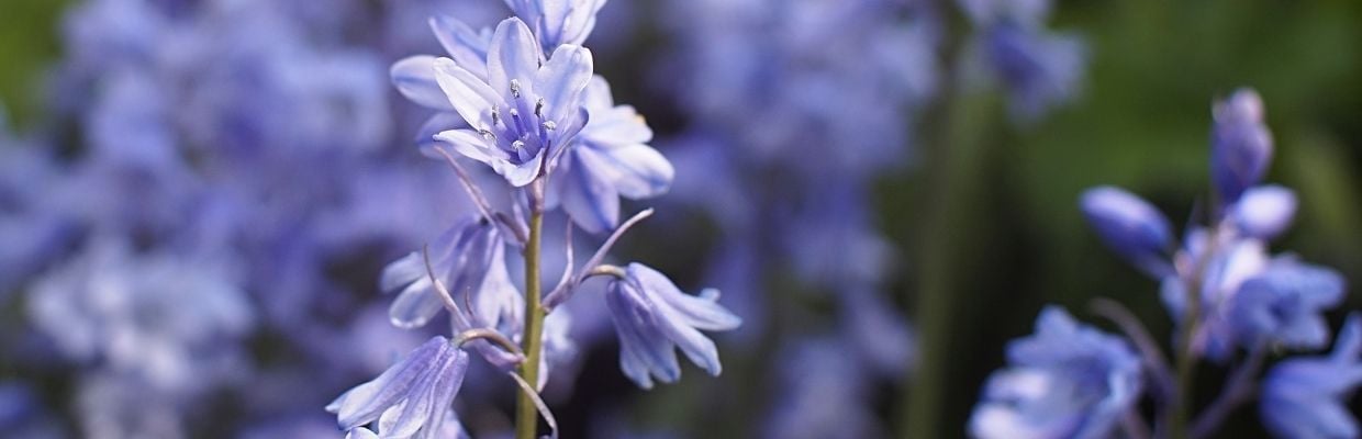 Ceaiul de sunatoare: beneficii pentru organism, piele si ten