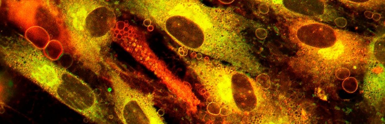 Ceramide: beneficii pentru ten si piele, utilizari in dermatocosmetice