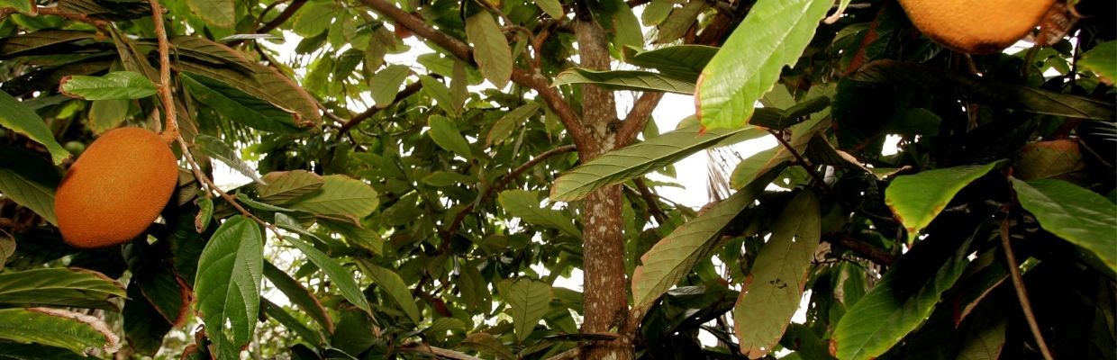 Cupuacu: ingredient exotic din Brazilia, descopera beneficiile pentru piele
