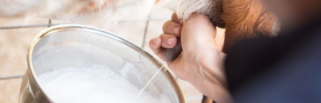 De ce sa folosesti cosmetice care au la baza lapte de capra