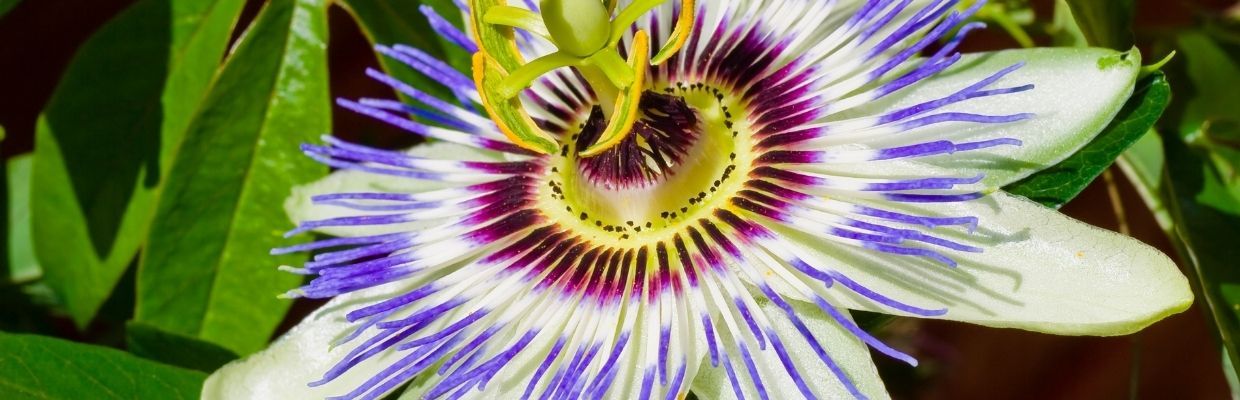 Floarea pasiunii, Passiflora: Beneficii si proprietati pentru sanatate