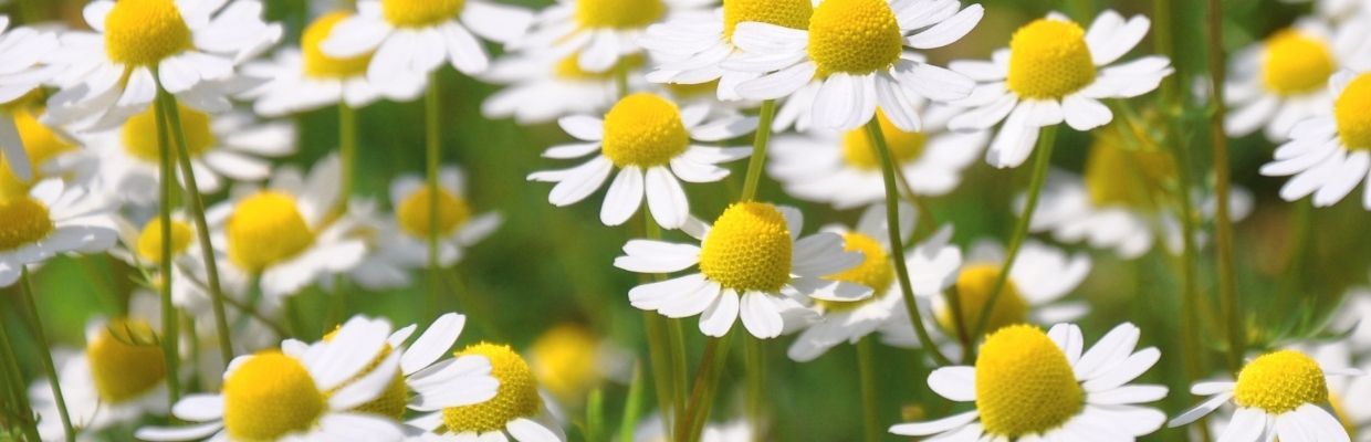 Florile de musetel: beneficii pentru sanatate, utilizari, contraindicatii