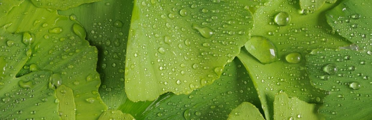 Ginkgo Biloba: proprietati, beneficii si contraindicatii