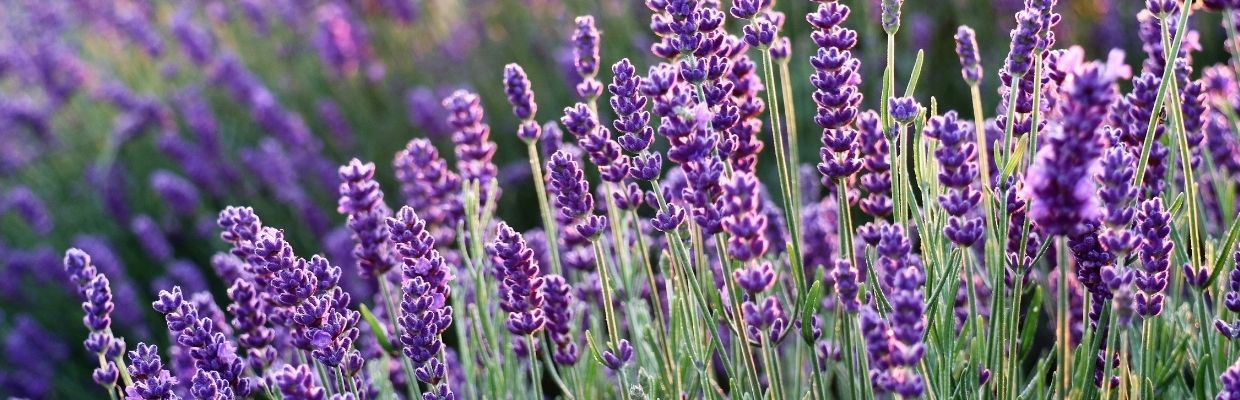 Lavanda: mod de utilizare, beneficii, proprietati
