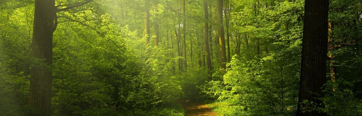 Natura - izvor de remedii naturale pentru barbati