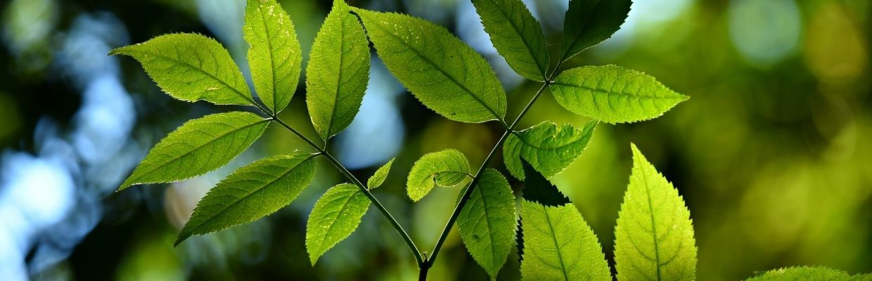 Naturalis: Pentru ca imunitatea vine de la natura