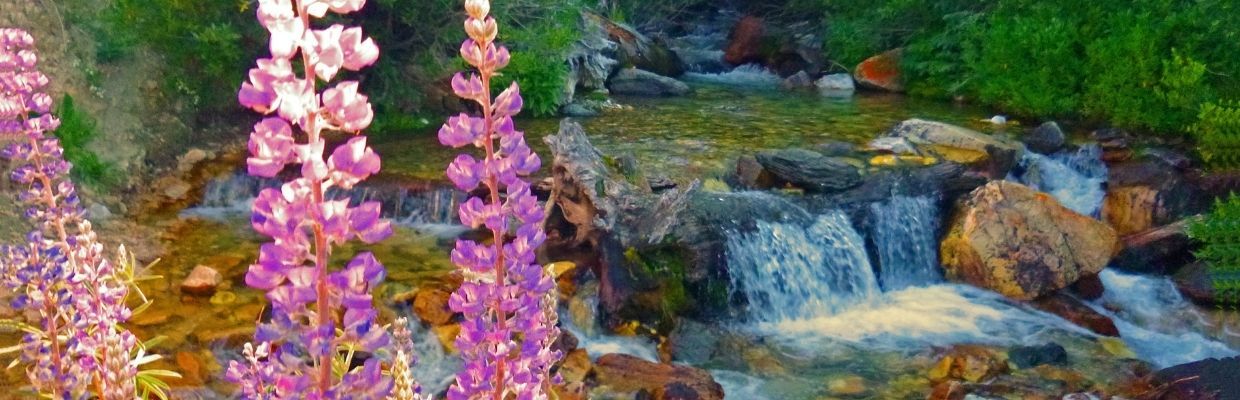 Organic India, adevarata stare de bine din inima Indiei!